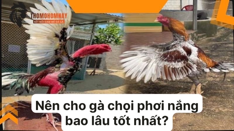 Cần cho chiến kê vào bóng râm 30 phút sau khi phơi nắng