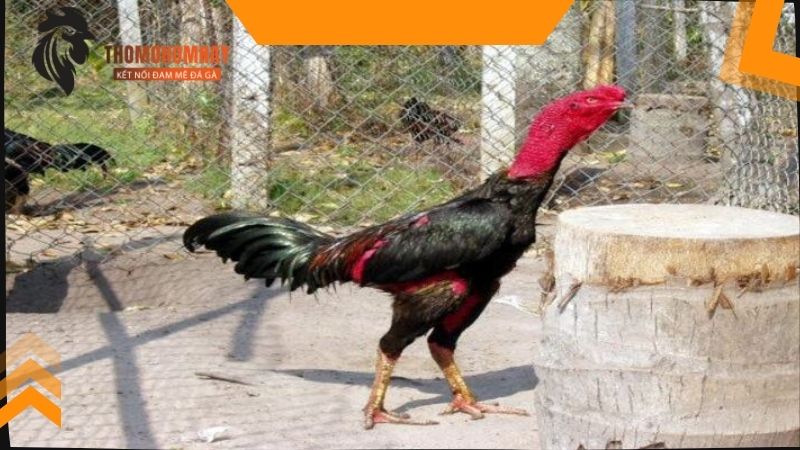 Gà chọi phơi nắng bao lâu và khung giờ tốt nhất là khi nào?