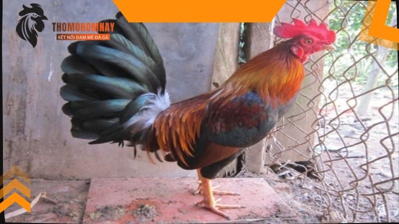Gà chọi hoảng loạn do tiếng động mạnh