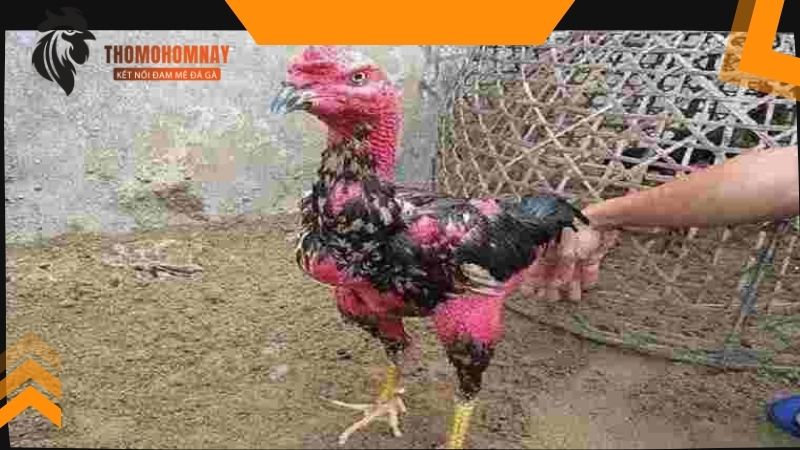 Gà chọi thay lông bao lâu và cách chăm sóc khoa học cho gà đá 4 Gà chọi thay lông bao lâu và bí quyết để lông mọc nhanh và đều