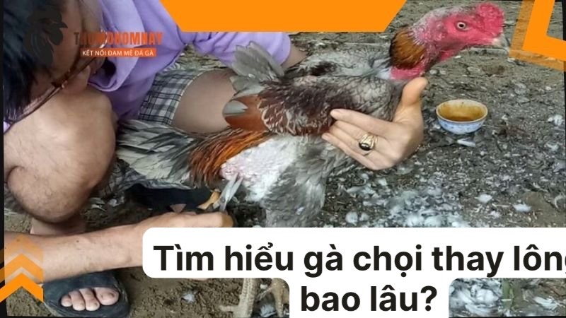 Gà chọi thay lông bao lâu và cách chăm sóc khoa học cho gà đá 3 Tìm hiểu gà chọi thay lông bao lâu để cung cấp dinh dưỡng cần thiết