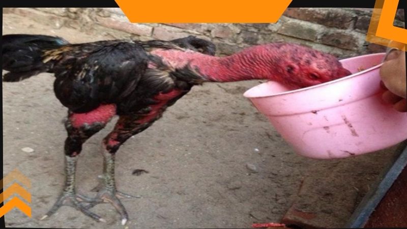 Gà chọi uống nhiều nước bị bệnh gì và cách điều trị ra sao?
