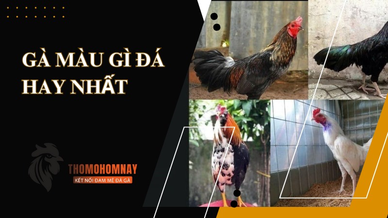 Gà màu gì đá hay nhất theo kinh nghiệm đá gà lâu năm của sư kê 3 Chiến kê gà Ô Taxi có 18 trận đánh bất bại