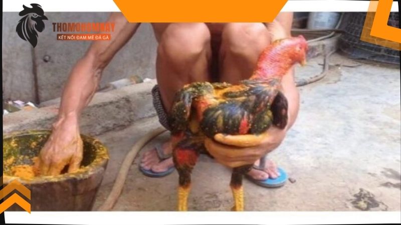 Lợi ích khi vào nghệ cho chiến kê thường xuyên