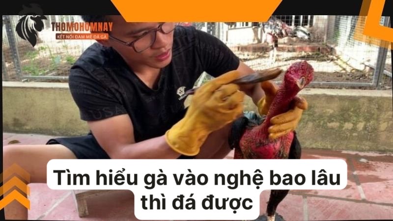 Gà vào nghệ bao lâu thì đá được, áp dụng với độ tuổi nào?