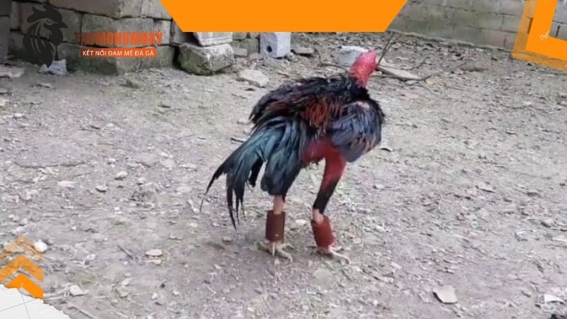 Dấu hiệu chiến kê bị mất gân