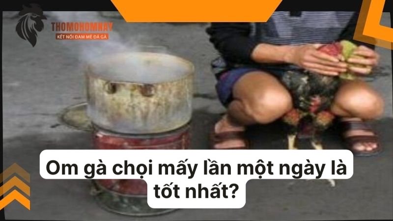 Thực hiện om bóp gà chọi mấy lần 1 ngày là tốt nhất?