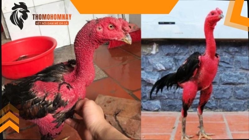 Tìm hiểu về phèn chua có tác dụng gì với gà chọi 2 Phèn chua có tác dụng gì với gà chọi đó là giúp cầm máu