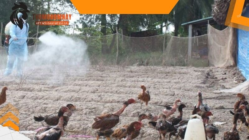 Biện pháp phòng nấm mốc phát triển trên da gà chọi