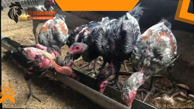 Phòng tránh tình trạng gà chọi uống nhiều nước