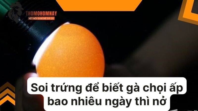 Soi trứng để biết được trứng gà chọi sắp nở