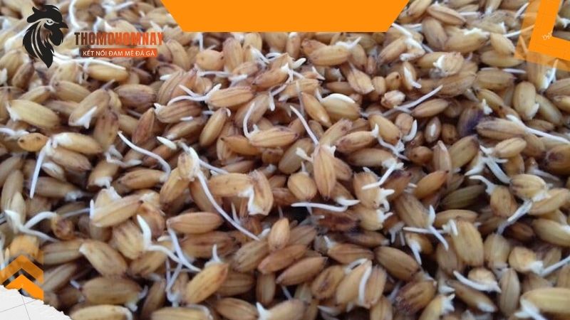 Sử dụng thóc ngâm cho gà chọi 6 tháng tuổi