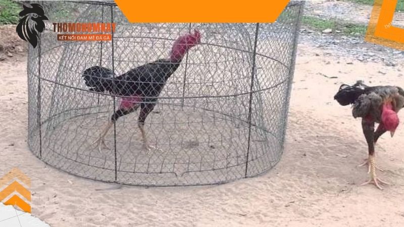 Tập chạy lồng là cách nuôi gà đá chân mạnh hiệu quả
