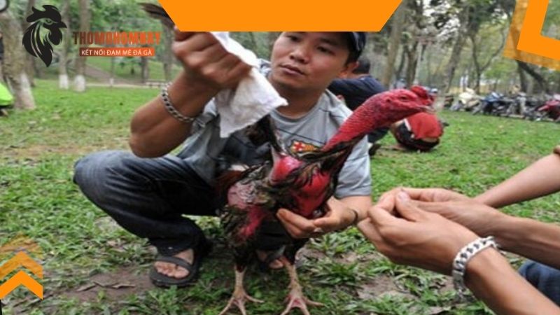 Một số vấn đề cần lưu ý khi thực hiện om bóp cho chiến kê