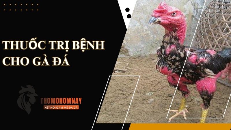 Thuốc trị bệnh cho gà đá bị mốc da cực hiệu quả