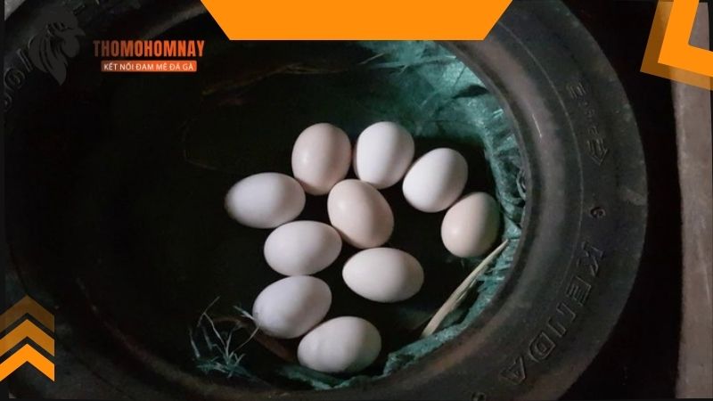 Gà chọi đẻ bao nhiêu trứng mỗi lứa khi được chăm sóc tốt cho thi đấu 1 Tìm hiểu gà chọi đẻ bao nhiêu trứng mỗi lứa?