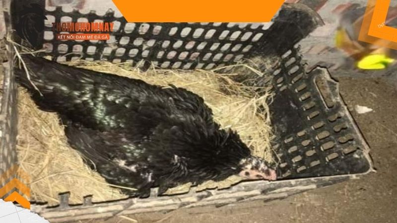 Chuẩn bị ổ cho gà chọi mái khi chuẩn bị đẻ