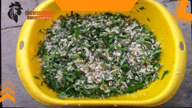 Gà chọi thay lông bao lâu và cách chăm sóc khoa học cho gà đá 2 Chiến kê sắp thay lông có biểu hiện như thế nào?