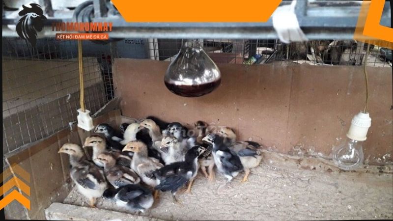 Tìm hiểu thông tin gà chọi bao nhiêu tiền hiện nay