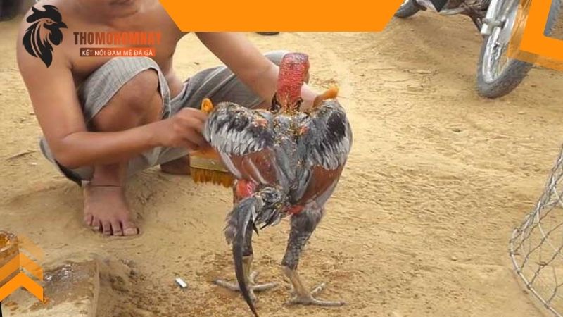 Một tuần vào nghệ cho gà chọi chiến mấy lần là tốt nhất để thi đấu 2 Nên vào nghệ cho gà ở độ tuổi nào là tốt nhất?