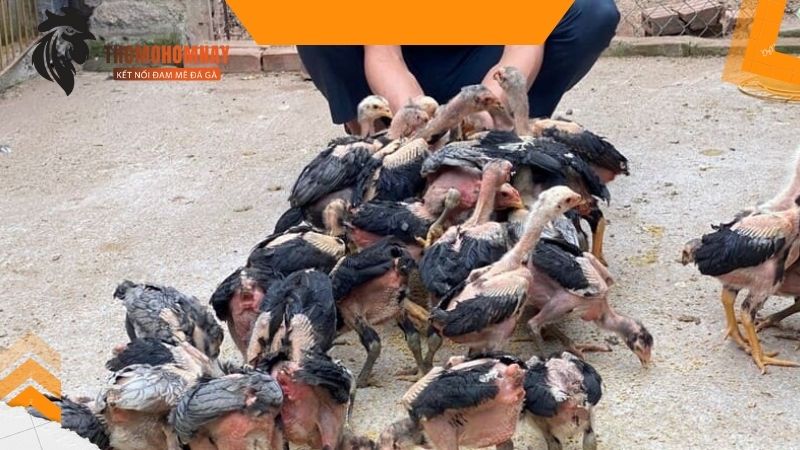 Thời gian biểu cho chiến kê ăn khoa học