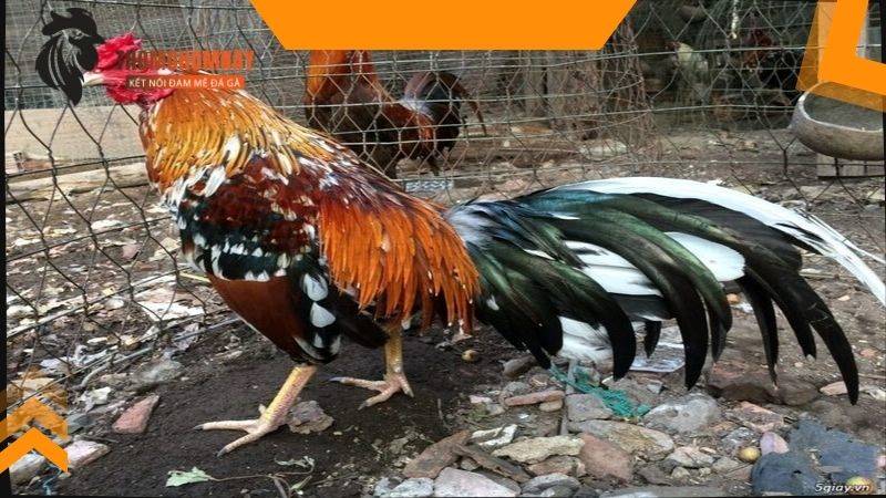 Cho gà chọi ăn gì để nhanh ra lông ở giai đoạn mọc lông