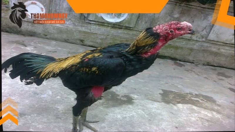 Khi chiến kê khô lông cần cho ăn gì?