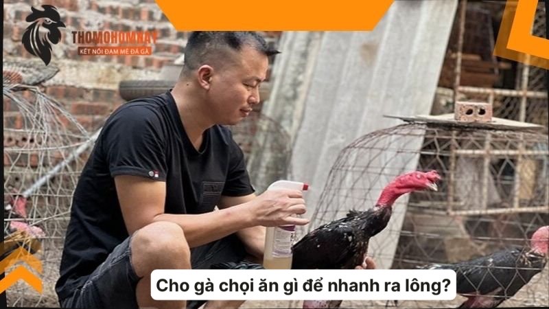 Bí quyết chăm sóc chiến kê khi thay lông