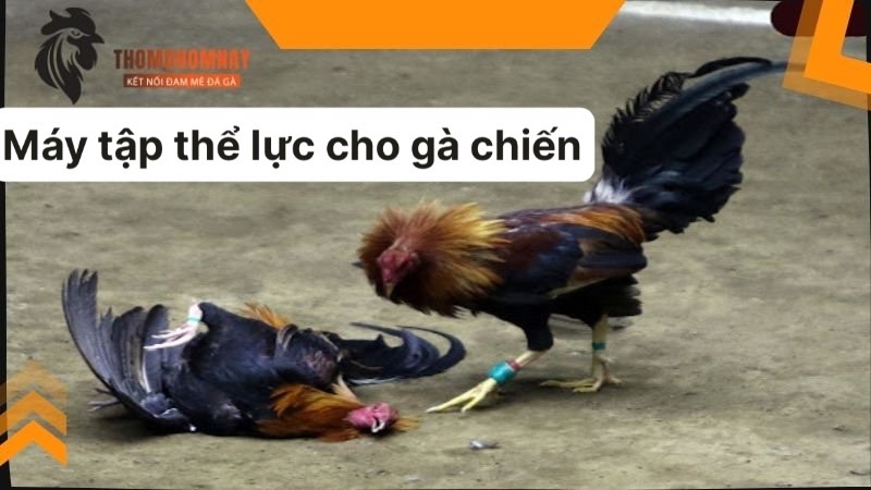 Máy tập thể lực cho gà mang đến nhiều công dụng hữu ích