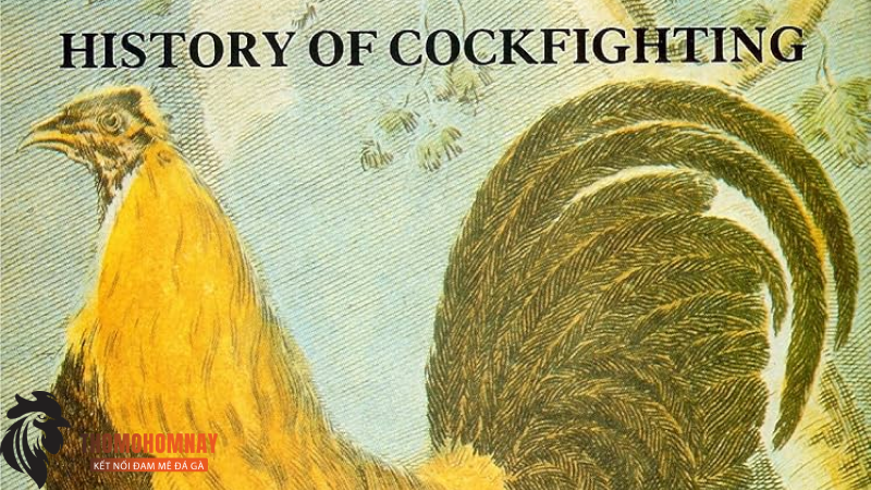 Nguồn Tài Liệu Tham Khảo 2 Tài liệu The History of Cockfighting